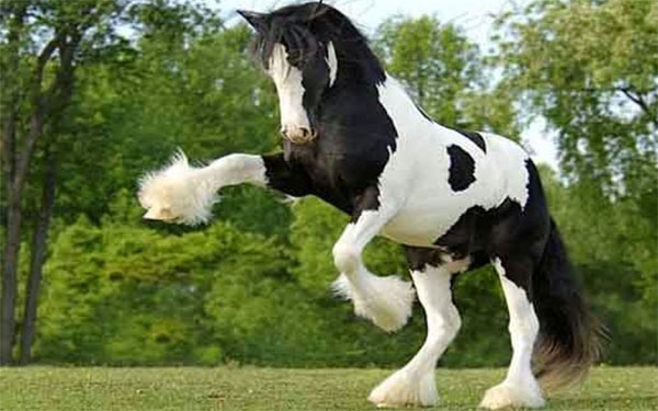 Caballo Gitano Gypzy