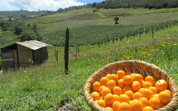 Producción agrícola Sumapaz Producción agrícola Sumapaz