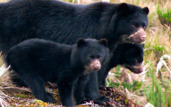 Oso de anteojos en provincia de Sumapaz Oso de anteojos en provincia de Sumapaz