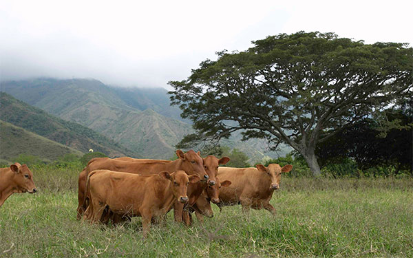 Hartón del Valle