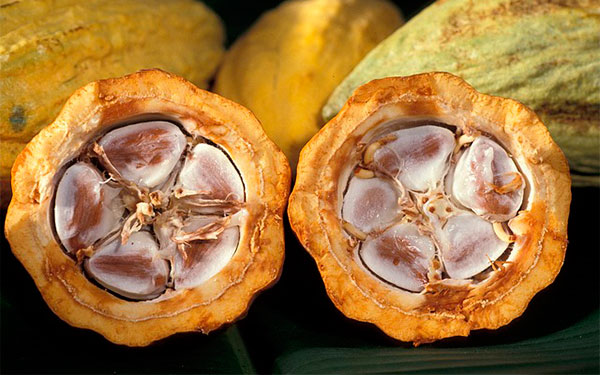 Fruto del cacao Fruto del cacao