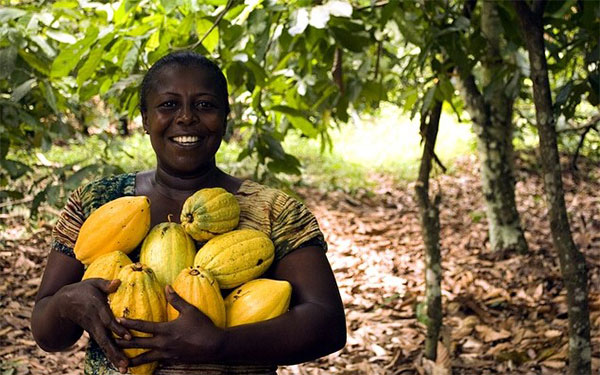 Cosecha de cacao Cosecha de cacao