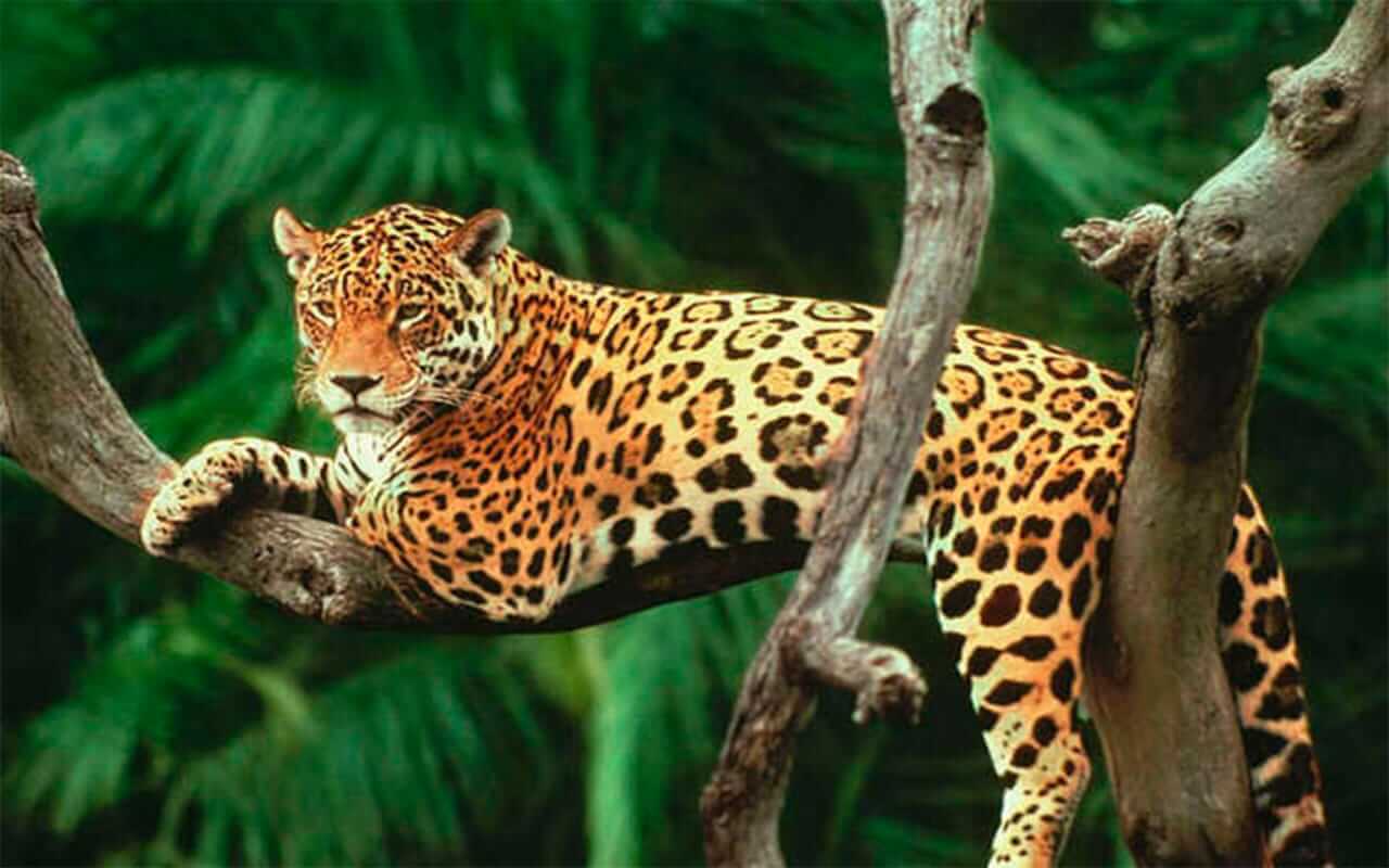 preservar el medio ambiente: convivencia con la fauna y la flora de cada región