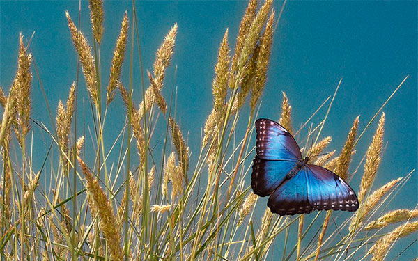 Imagen-de Gerd Altmann en Pixabay