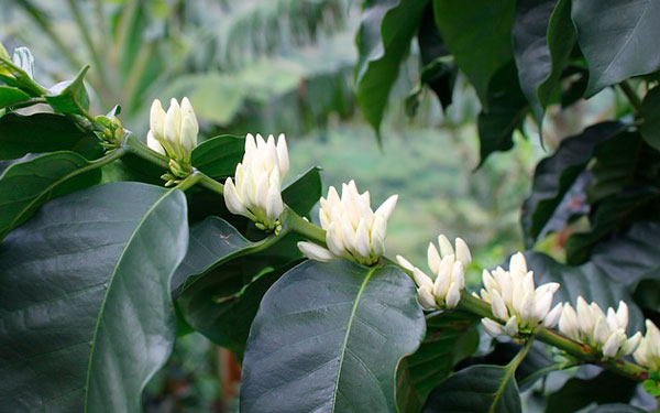 Imagen de Gilbert Aguirre Betancur en Pixabay