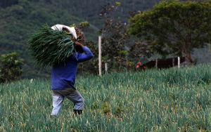 Hambre de los campesinos, de las veredas a las ciudades: ANUC