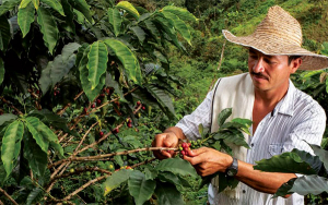 Cosecha cafetera ser&iacute;a de 11.5 o 12 millones de sacos en 2022: V&eacute;lez Vallejo