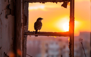 De una Guerra Mundial no se salva nadie, el principal afectado, el planeta