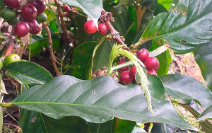 FNC en la lista de empresas m&aacute;s responsables seg&uacute;n Merco