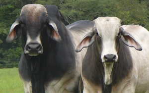 China importar&iacute;a 1,8 millones de toneladas adicionales de carne