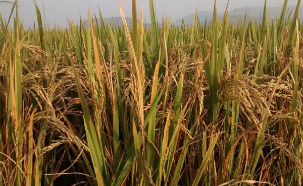 Los agricultores deben tener trato tributario preferencial: Fedearroz