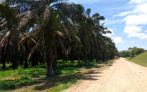 Colombia producir&iacute;a 400.000 toneladas de aceite alto oleico: Fedepalma