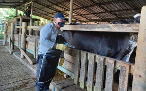 Campa&ntilde;a anti aftosa ha vacunado el 34,5 por ciento del hato bovino