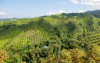 BBVA, en sus 30 a&ntilde;os en el pa&iacute;s, contin&uacute;a apoyando el agro colombiano