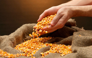 Importancia del ma&iacute;z en la seguridad alimentaria global