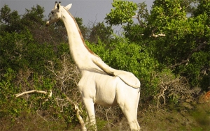 Jirafas blancas y humanos salvajes