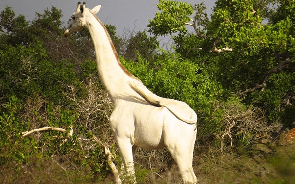 Jirafas blancas y humanos salvajes