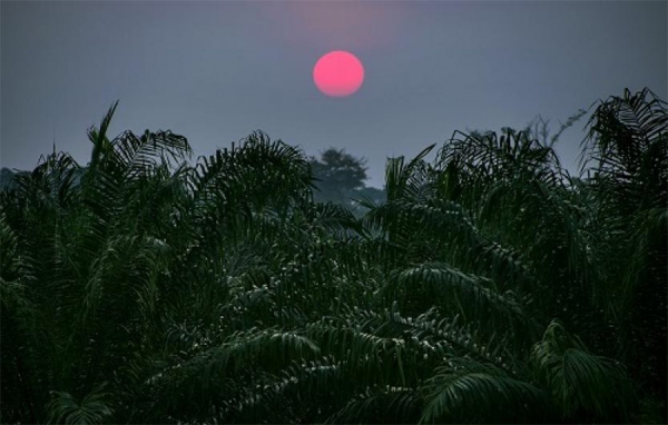 Sigue ausente rentabilidad en agroindustria del aceite: Esp&eacute;rame entre palmeras