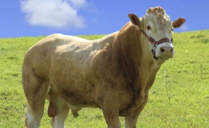 Por TLC vienen quiebras ganaderas y reducci&oacute;n del hato