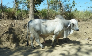 Bucaramanga est&aacute; lista para el Seminario Internacional C&aacute;rnico