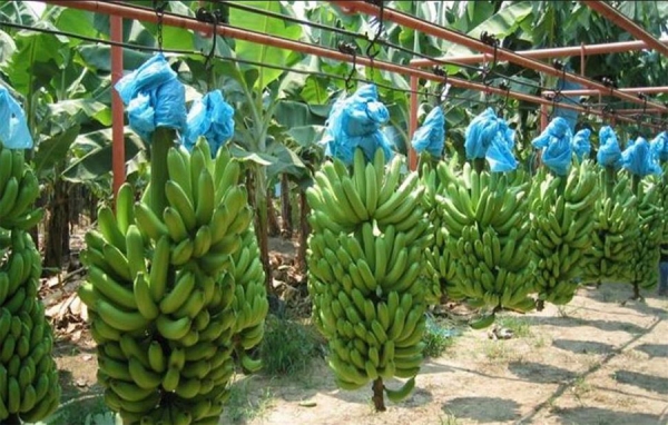 Banco Agrario present&oacute; su portafolio de productos de comercio exterior