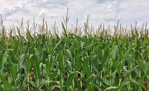 Productores de ma&iacute;z europeos temen el impacto negativo del pacto con EEUU