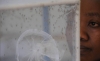 FAO est&aacute; preparada para contribuir en lucha internacional contra el zika