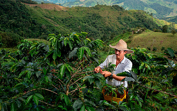 Caficultura en dos tiempos, mal en traviesa, bien la cosecha grande