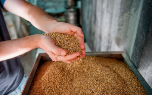 Se mantiene crecimiento en segmento de cervezas doble malta