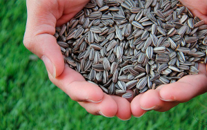 Semillas certificadas, tranquilidad en siembras y excelentes rendimientos