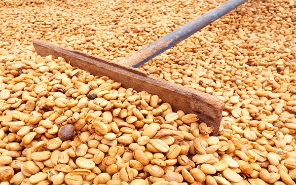 Inversionistas, &iexcl;aprovechen!, lanzan franquicia de caf&eacute; Joffee