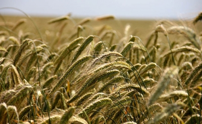 Sector agropecuario lider&oacute; en 2014 las exportaciones de bienes en Uruguay