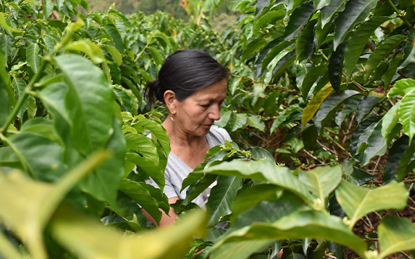 FNC lanza l&iacute;nea de caf&eacute; producido por mujeres al mercado internacional