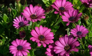 Termina liquidaci&oacute;n de Sociedad CI Flores de Suesca con pago de obligaciones salariales