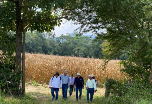 Fenalce y el CIMMYT de M&eacute;xico, acuerdo para potenciar cereales y leguminosas