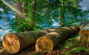 Industria maderera, un bosque de desarrollo, negocios y oportunidades