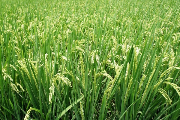 Importaci&oacute;n de arroz se parrande&oacute; departamentos productores