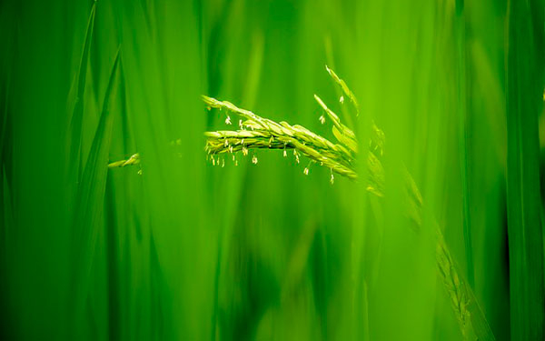 2022, un a&ntilde;o retador y de grandes pruebas para el campo: Fedearroz