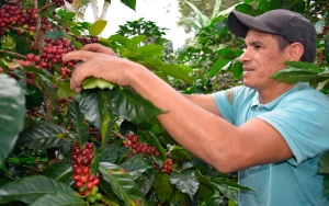 Cundinamarca, un aporte de calidad, sabor y aroma al mundo del caf&eacute;