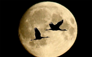 &hellip; &iexcl;Y volvieron a volar los impredecibles cisnes negros!