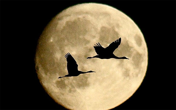 &hellip; &iexcl;Y volvieron a volar los impredecibles cisnes negros!