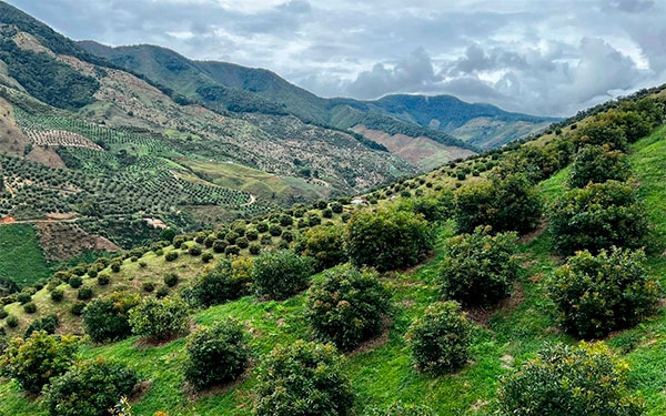 Aguacate Hass pasar&aacute; de seis a diez billones de d&oacute;lares en 2030: El Sideral