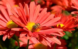 San Valent&iacute;n, flores para el amor, tragedia para el medio ambiente
