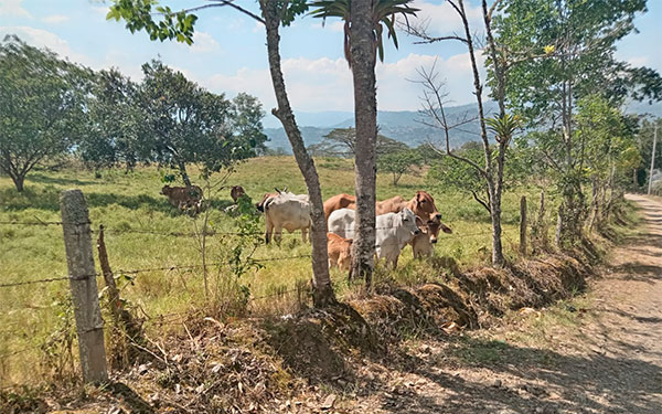 Proponen Departamento Nacional de Tierras para el ordenamiento de la propiedad