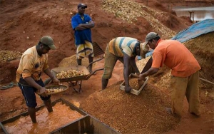 Confiar, un tesoro de ahorro para los mineros del Bajo Cauca