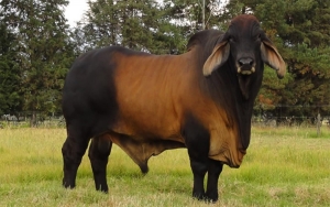 AGROZ, una inversi&oacute;n que mejorar&aacute; la sanidad animal