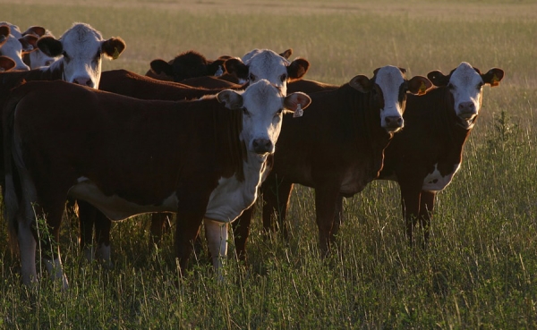Fedeg&aacute;n denuncia que deliberadamente, Minagricultura pone en riesgo a Friog&aacute;n