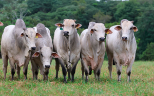 Ganader&iacute;a Colombiana debe empresarizarse: Hacienda San Jos&eacute;