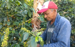Caf&eacute; de Colombia: cosecha de 2021 a la baja, 12,6 millones de sacos