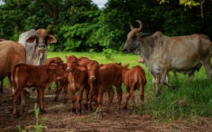 Tecnolog&iacute;a de monta estacional, en l&iacute;nea con el mejoramiento gen&eacute;tico